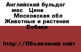 Английский бульдог 10 мес › Цена ­ 12 000 - Московская обл. Животные и растения » Собаки   